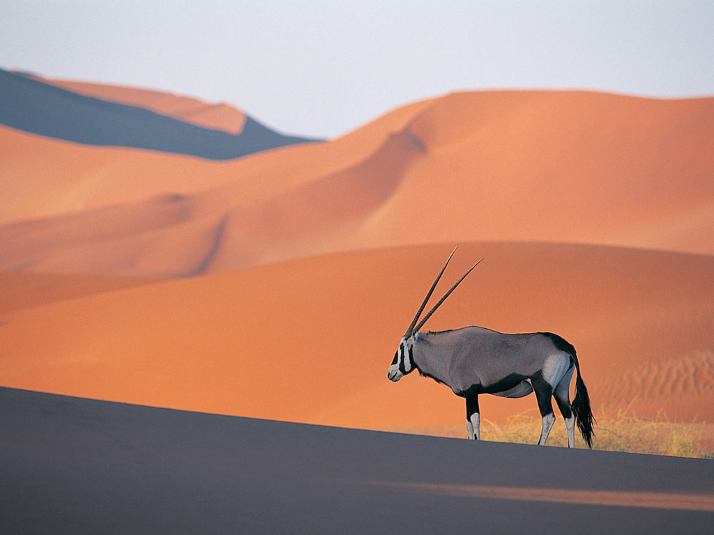 O antilop? oryx singuratic?.